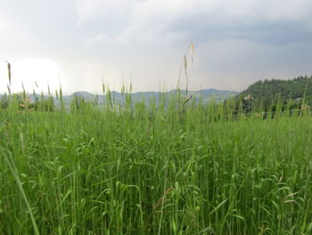Crops growing on field against sky
