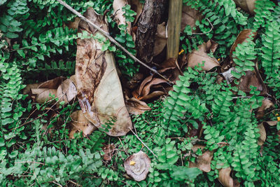 High angle view of dry leaves on field