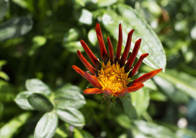 Close-up of pink flower blooming outdoors