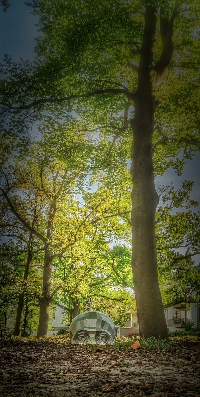 tree, growth, tree trunk, tranquility, branch, nature, tranquil scene, beauty in nature, green color, scenics, sunlight, day, shadow, outdoors, park - man made space, sky, growing, water, no people, idyllic