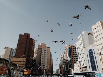 Low angle view of birds flying in city against sky