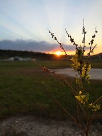 Close-up of plant on field against sky during sunset