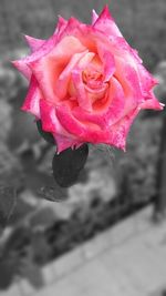 Close-up of pink rose