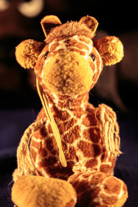Close-up of turtle