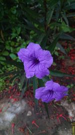 High angle view of purple flowering plant