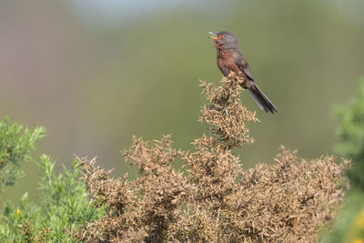 Close-up of bird perching on plant