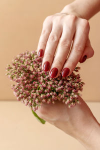 Close-up of woman hand holding pink flowering plant