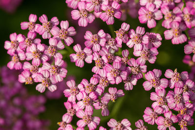 Close-up of flowers blooming outdoors