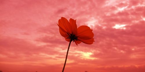 Close-up of orange flowering plant against cloudy sky