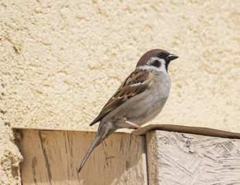 Close-up of bird perching on wood against wall