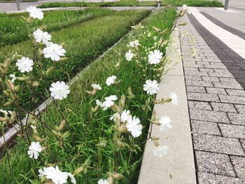Flowers blooming on grass