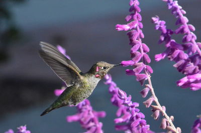 Bird flying over pink flower