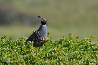 Bird perching on a field