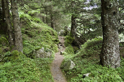 Footpath amidst trees in forest