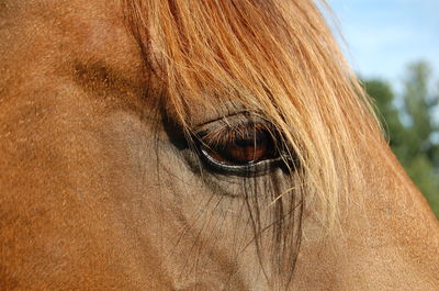 Close-up of horse eye