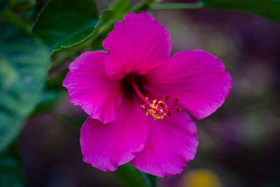 Close-up of pink hibiscus