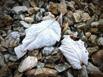 Close-up of autumn leaf on snow