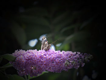 Close-up of butterfly pollinating on purple flower