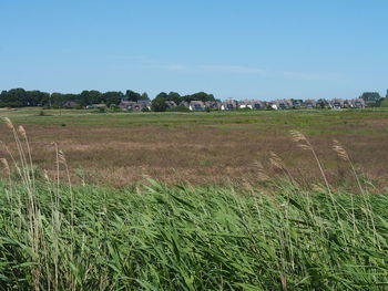 Scenic view of agricultural field against clear sky