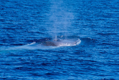 View of whale swimming in sea