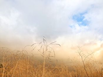 Scenic view of silhouette field against sky