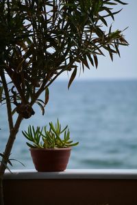 Close-up of plant against blurred background