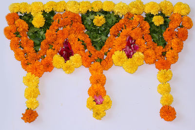 Close-up of yellow flowers against white background