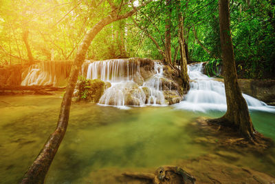 Scenic view of waterfall in forest