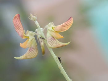 Close-up of flowering plant