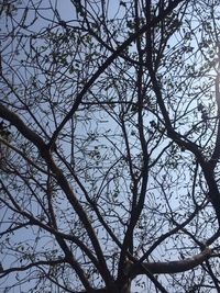 Low angle view of bare trees against sky