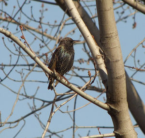 Low angle view of birds perching on branch