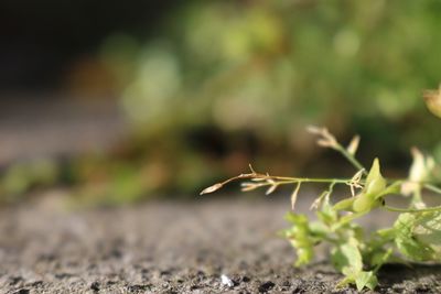 Close-up of plant growing on field