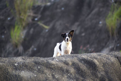 Portrait of dog sitting outdoors