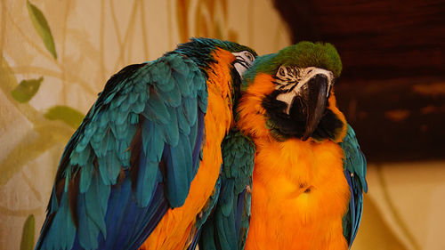 Gold and blue macaws at zoo