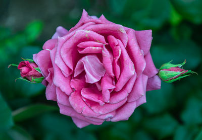 flowering plant