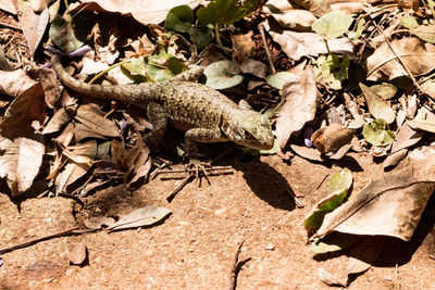 High angle view of lizard on field