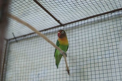 Close-up of parrot perching in cage