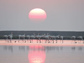 Birds on lake against sunset