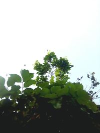 Low angle view of trees against clear sky