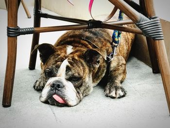 Close-up of dog lying down