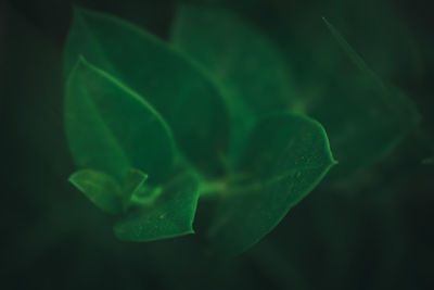 Close-up of fresh green leaf