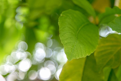 Close-up of leaves against blurred background