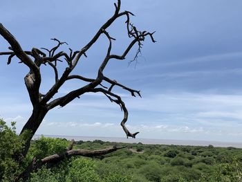 Dead tree on landscape against sky