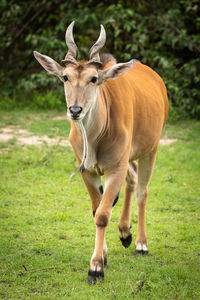 Portrait of horse on field