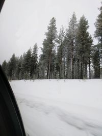 Trees against sky during winter