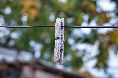 An old wooden clothespin on a wire. against the backdrop of green vegetation in the open air 