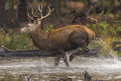 Deer in water