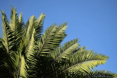 Low angle view of palm tree against blue sky