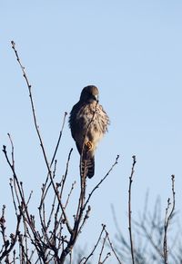 Low angle view of bird perching on branch against sky