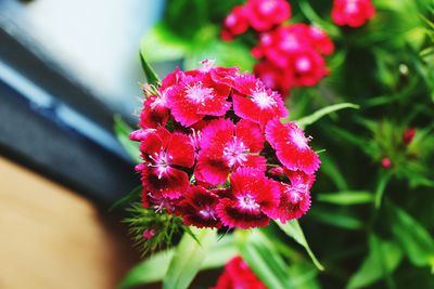 Close-up of pink flowering plant